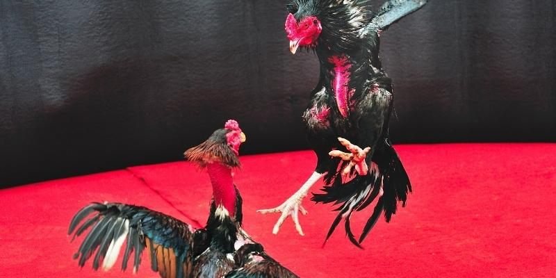 Äá gà nòi cổ Ä‘iển