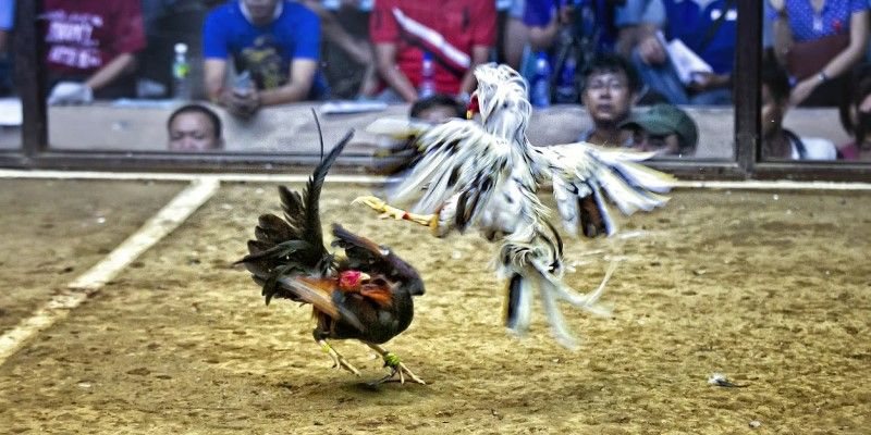 Hình thức đá gà Thomo rất được ưa chuá»™ngÂ