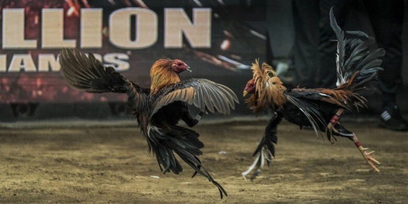 Hình thức Äá Gà Thomo hấp dẫn ngưá»i chÆ¡i