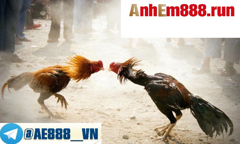 Xem đá gà Thomo
