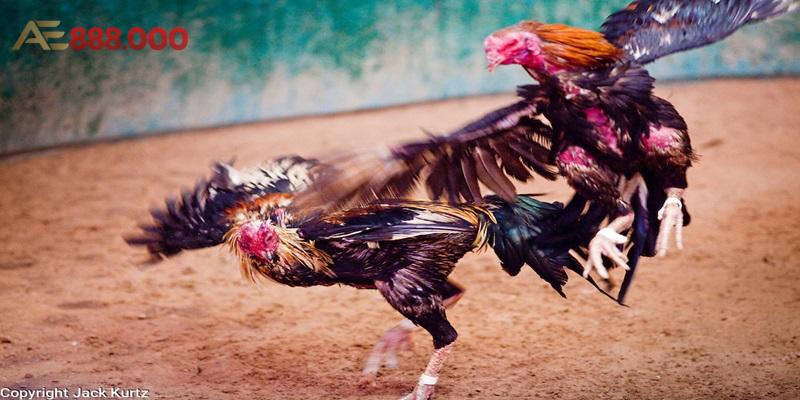 Lời khuyên của các chuyên gia đá gà cựa sắt