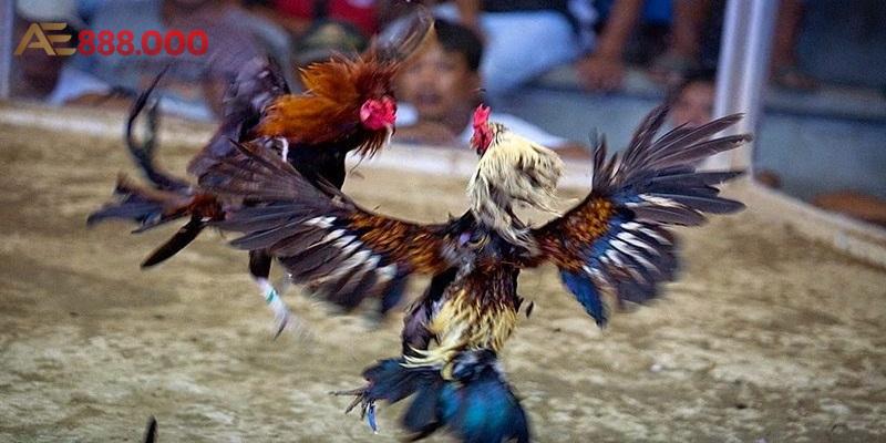 Đá gà tại nhà cái Anhem888 uy tin