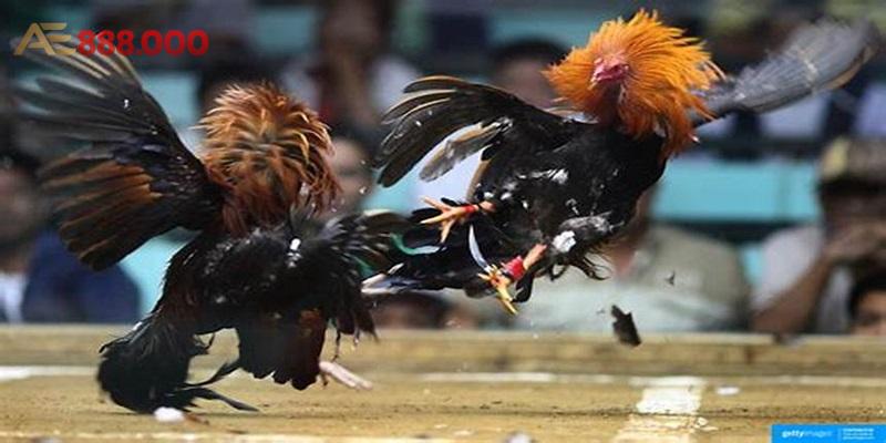 Áp dụng các thế gà đá độc khi đặt cược