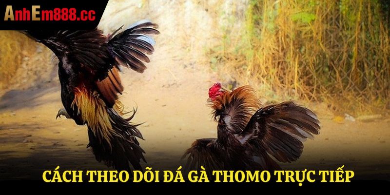 Cách theo dõi đá gà Thomo trực tiếp
