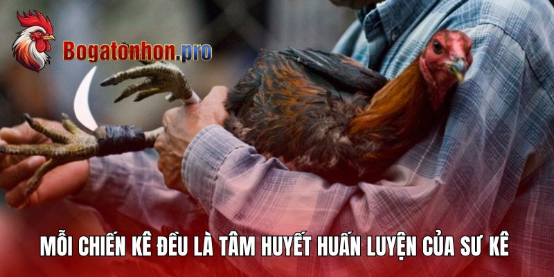 Mỗi chiến kê đều là tâm huyết huấn luyện của sư kê Hưng Cần Thơ